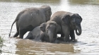 CAM recue cntr elephants SGwebsite_108.jpg